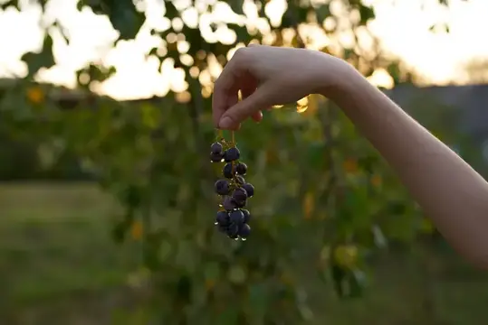 Гроздь винограда, природа, релаксация, витамины