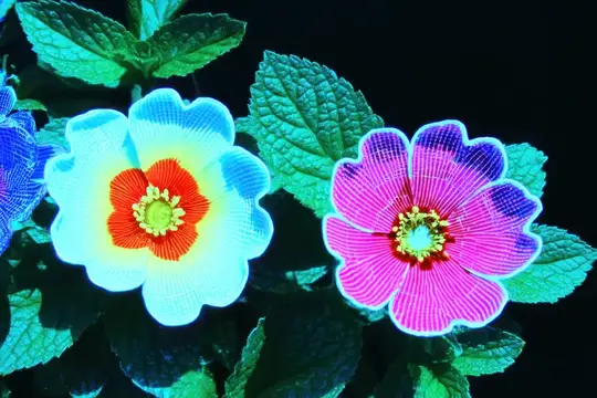 Яркие светящиеся цветы с полосатыми лепестками на чёрном фоне