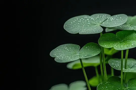 Крупные круглые листья с каплями воды на чёрном фоне