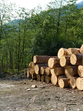 Штабель спиленных бревен на опушке леса в солнечный день