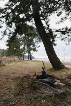 Поваленное дерево и старое кострище на берегу в пасмурный день