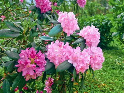 Куст рододендрона с крупными розовыми цветами в саду