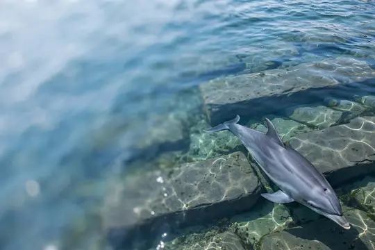 Дельфин плывёт над каменным дном в прозрачной морской воде