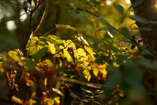 Пожелтевшие листья кустарника в лучах осеннего солнца