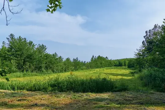 Летний пейзаж с зелёным лугом и лесом под голубым небом