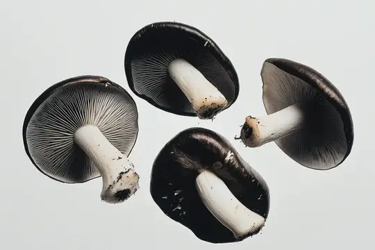 Четыре шампиньона с тёмными шляпками и белыми ножками на светлом фоне