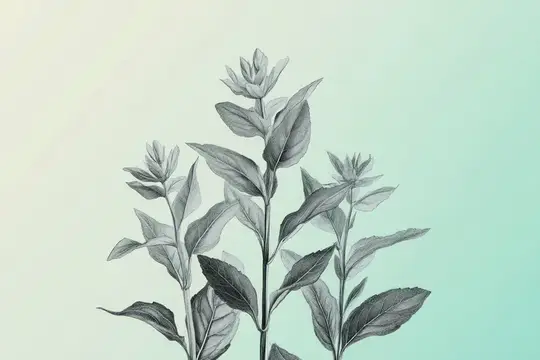 Карандашный рисунок веточек растения с листьями на светло-зелёном фоне