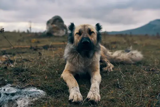 Лохматая собака лежит на сухой траве с закрытыми глазами