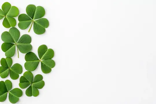 Зеленые четырехлистные клеверы на белом фоне с местом для текста