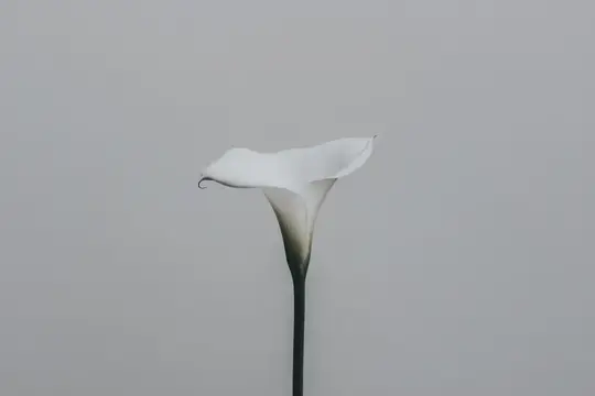 Белый цветок каллы на сером фоне