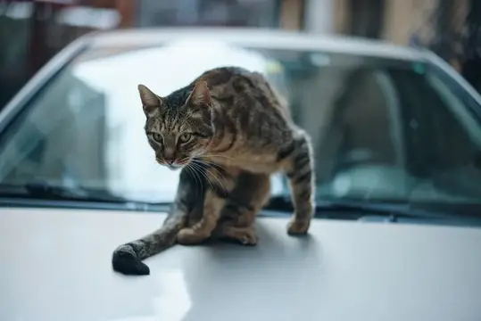 Уличная кошка сидит на машине на улице и вылизывает шерсть