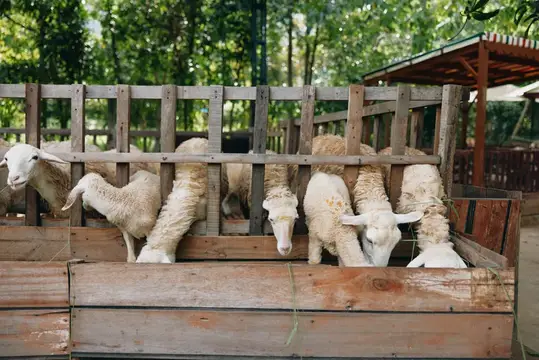 Стадо овец выглядывает из деревянного загона на ферме