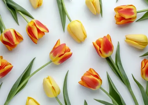 Красочная композиция из желтых и красных тюльпанов на чистой белой поверхности, символизирующая радость и обновление