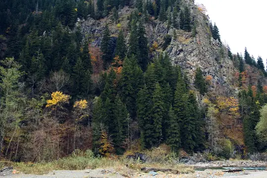 Осенний лес, горы, деревья, пейзаж, свежий воздух