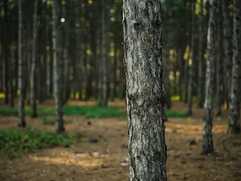 Лес, природа, деревья, пейзаж, путешествия, активный отдых