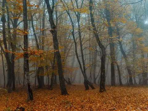 Жёлтые листья, осенний лес, природа, свежий воздух, высокие деревья