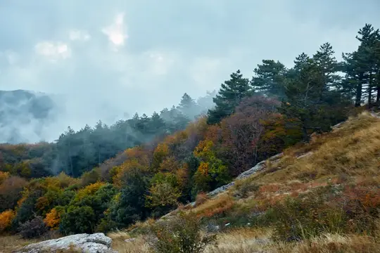 Осенний горный склон с соснами и клубящимся туманом