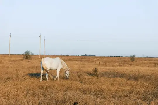 Белая лошадь пасётся на сухом осеннем поле