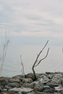 Голые ветки на каменистом берегу в пасмурный день