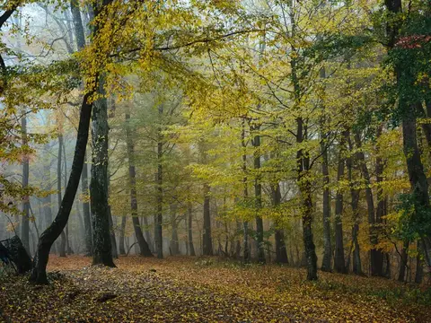 Осенний лес в тумане с жёлтой листвой и опавшими листьями