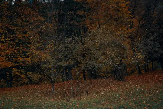 Осенний лес с опавшей листвой на склоне в пасмурный день