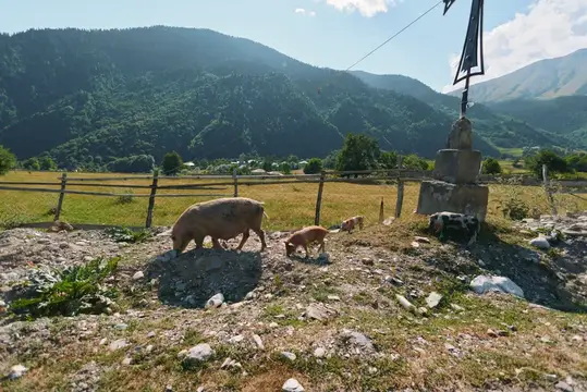 Свинья с поросятами пасётся на каменистом склоне в горах