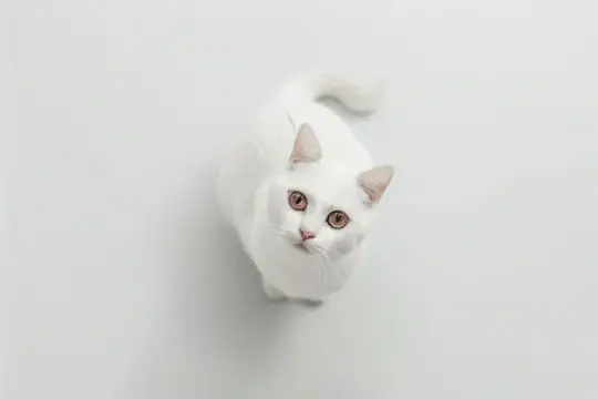 Белая кошка с любопытным взглядом, смотрящая вверх на фоне чистого белого фона, вид сверху