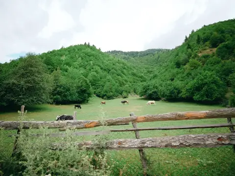 Коровы пасутся на зелёном лугу среди лесистых холмов