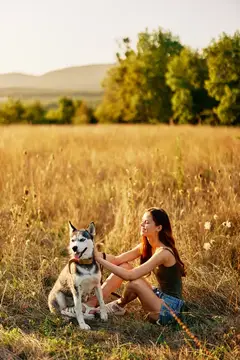 Молодая женщина с хаски сидит в золотистом поле на закате