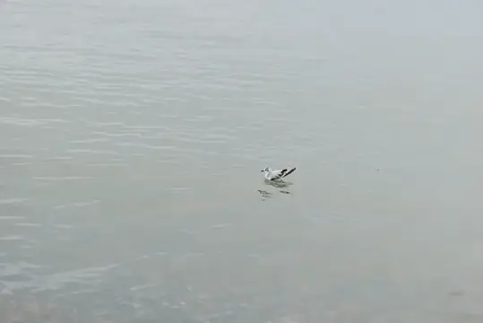 Одинокая чайка плывёт по спокойной серой воде