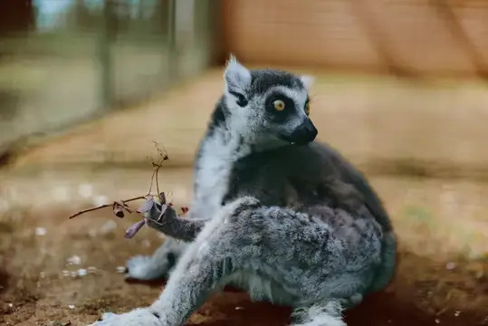 Кошачий лемур сидит на земле с веточкой в лапе