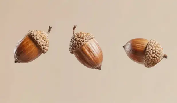 Три спелых жёлудя с шероховатыми шляпками на бежевом фоне