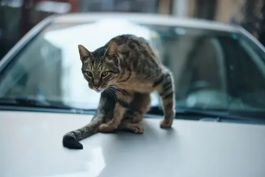 Полосатая кошка осторожно крадётся по капоту автомобиля