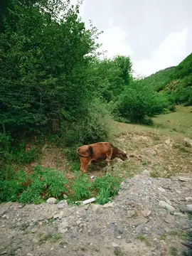 Коричневая корова пасётся на склоне у лесной опушки