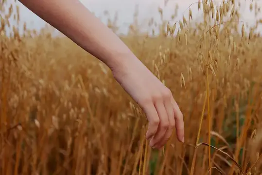Рука девушки касается колосьев спелой пшеницы в поле