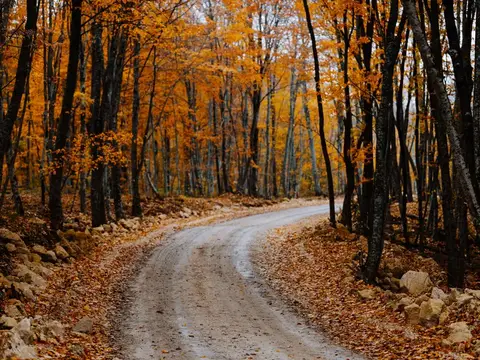 Дорожка, усыпанная жёлтыми листьями, ведёт через осенний лес