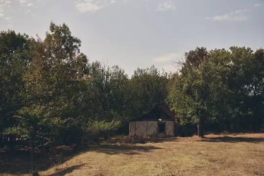 Сельские деревья в поле, природа, солнце, лето