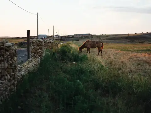 Лошадь ест траву на природе, в горах, на лугу