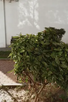 Пышный зеленый куст с тенью на белой стене