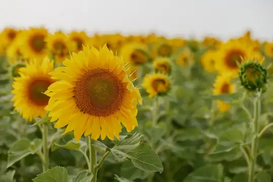 Жёлтые подсолнухи цветут на летнем поле