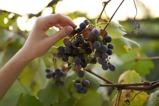 Ветви виноградной лозы с зелеными листьями, летнее солнце, урожай