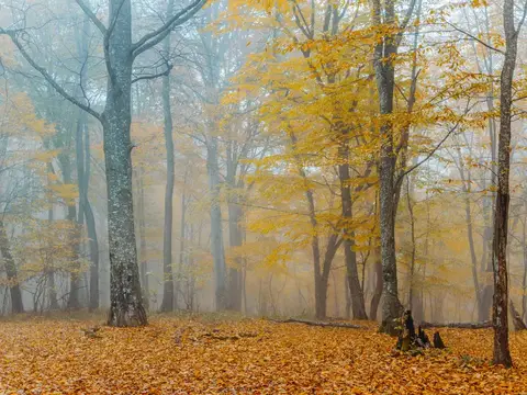 Осенний лес в тумане с золотой листвой на земле
