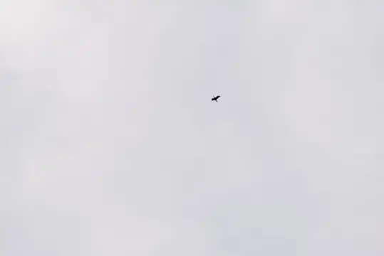 Одинокая птица летит в пасмурном сером небе