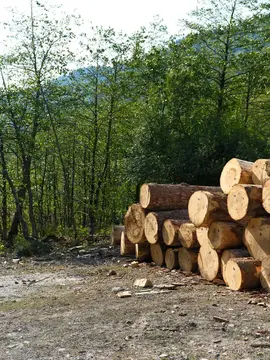 Свежеспиленные бревна сложены штабелем у опушки леса