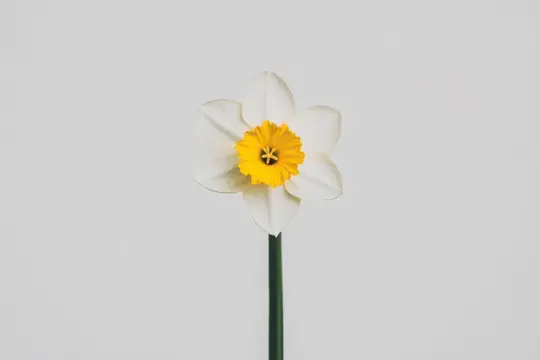 Белый нарцисс с ярко-жёлтой серединкой на светлом фоне