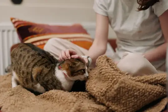 Девушка гладит полосатого кота на диване с пледом
