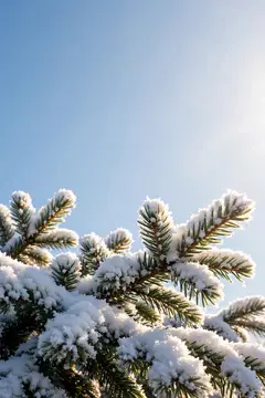 Заснеженные ветви ели на фоне ясного зимнего неба