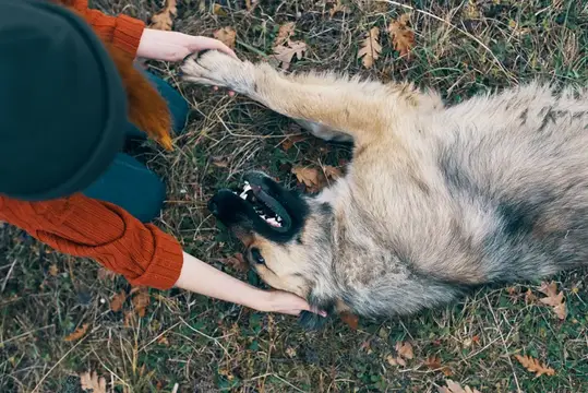 На фотографии изображена женщина-туристка, играющая на природе с собакой