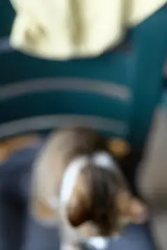 Размытая собака лежит на синем кресле