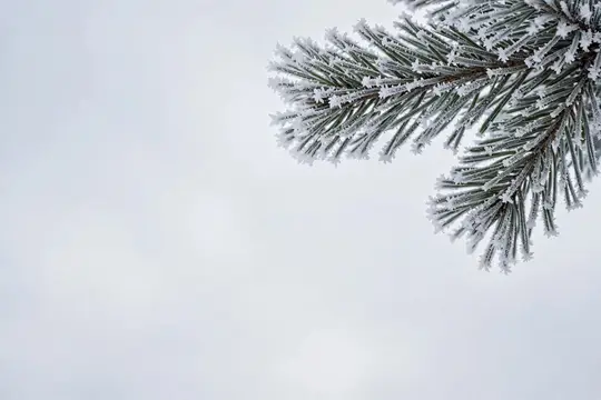 Заснеженная еловая ветка на фоне зимнего неба